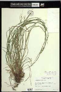 Carex swanii image