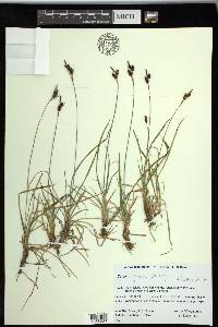 Carex stylosa image