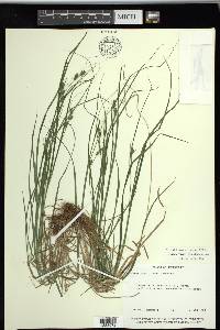 Carex swanii image