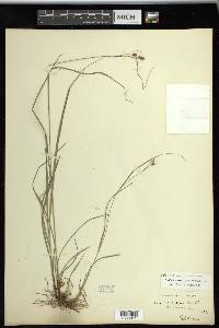 Carex swanii image