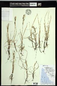 Carex subspathacea image