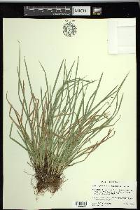 Carex superata image