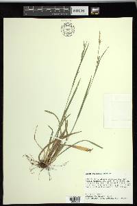 Carex striatula image