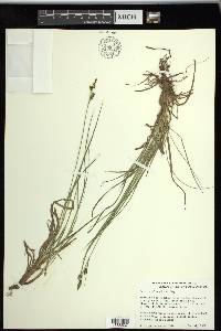 Carex stylosa image