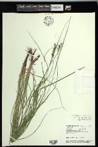 Carex swanii image