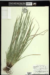 Carex superata image