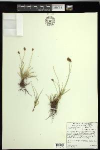 Carex subfusca image