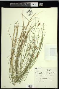 Carex suberecta image