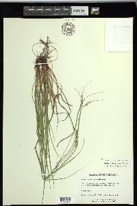 Carex swanii image