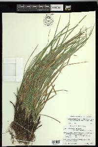 Carex superata image