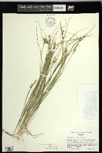 Carex swanii image