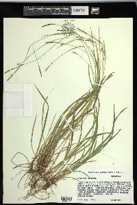 Carex styloflexa image