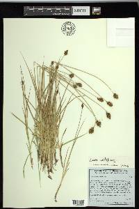 Carex subfusca image