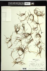 Carex subspathacea image