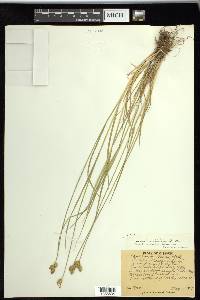 Carex suberecta image