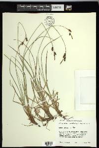 Carex stylosa image