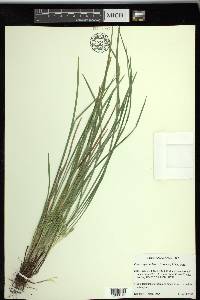 Carex superata image