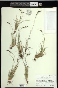 Carex stylosa image