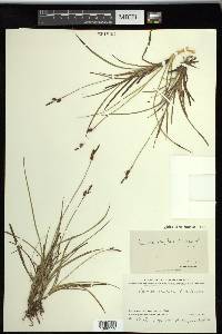 Carex stylosa image