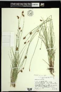 Carex subfusca image