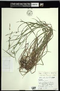 Carex styloflexa image