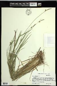 Carex styloflexa image