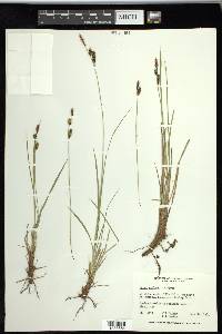 Carex stylosa image