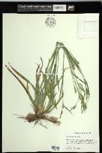 Carex striatula image