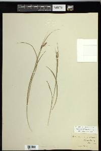 Carex swanii image