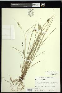 Carex swanii image