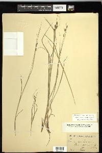 Carex swanii image