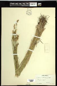 Carex suberecta image