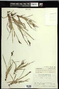 Carex stylosa image