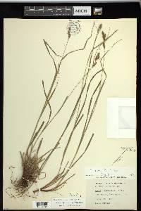 Carex swanii image