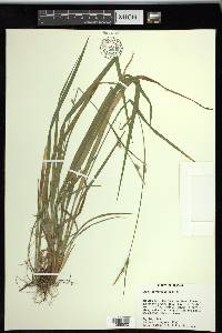 Carex styloflexa image