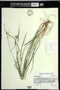 Carex styloflexa image