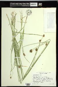 Carex subfusca image