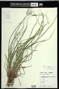 Carex swanii image