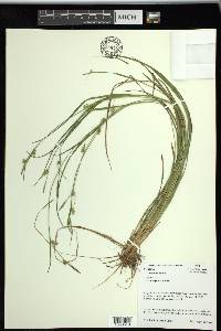 Carex styloflexa image