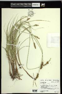 Carex triangularis image