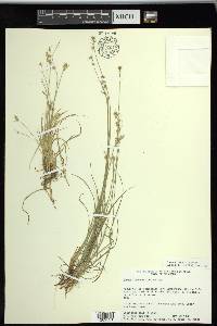 Carex texensis image