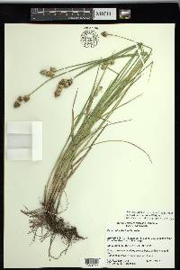 Carex tetrastachya image