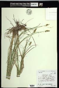 Carex triangularis image