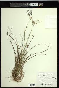 Carex tenax image