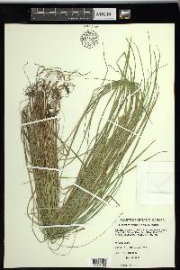 Carex tetanica image