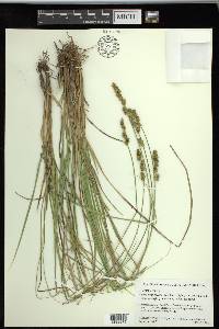 Carex triangularis image