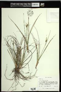 Carex tenax image