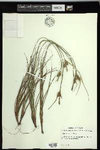 Carex tenax image