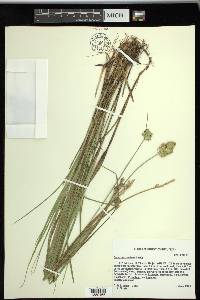 Carex tetrastachya image