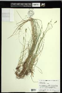 Carex texensis image